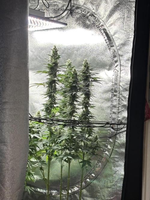 Letzter Grow 07/25. Week 7