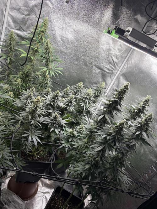 Letzter Grow 07/25. Week 7