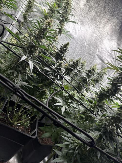 Letzter Grow 07/25. Week 7