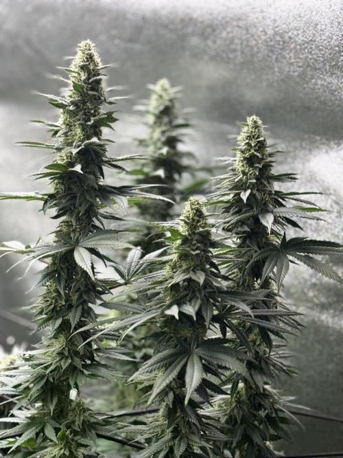 Letzter Grow 07/25. Week 7