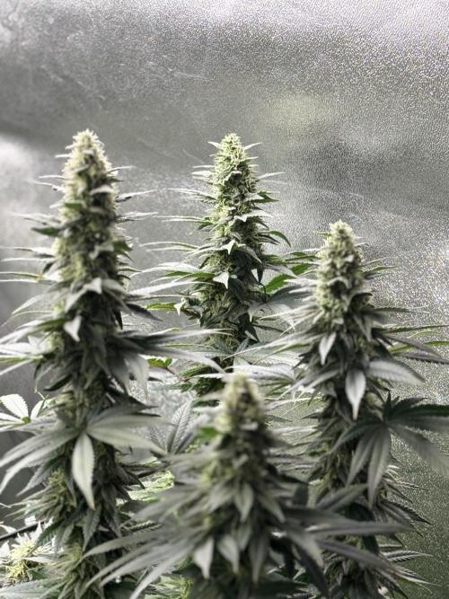 Letzter Grow 07/25. Week 7