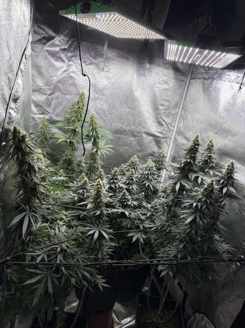 Letzter Grow 07/25. Week 7