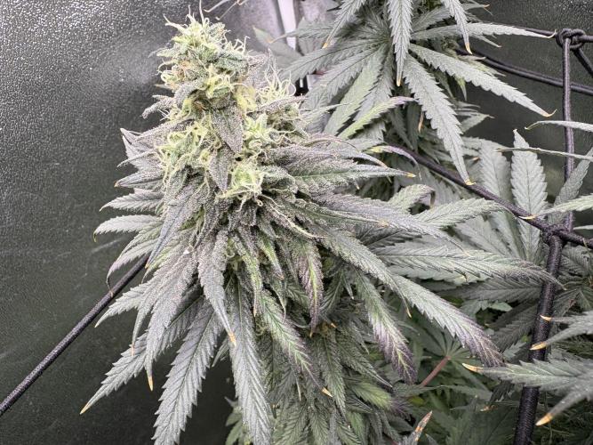 Letzter Grow 07/25. Week 7