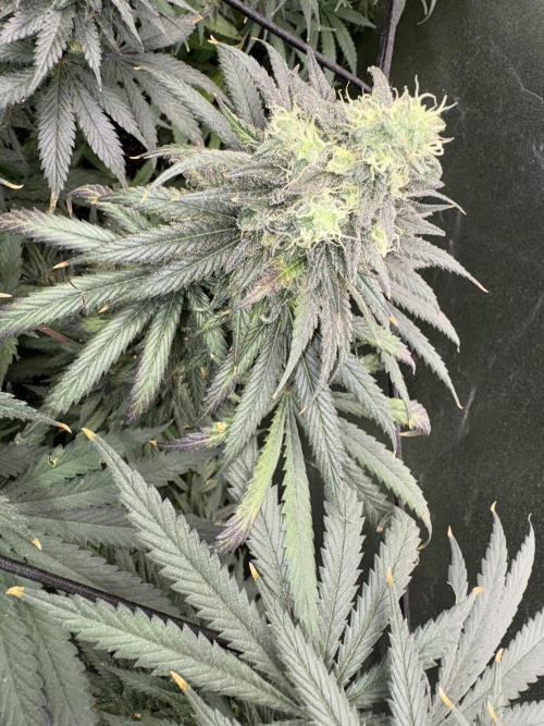 Letzter Grow 07/25. Week 7