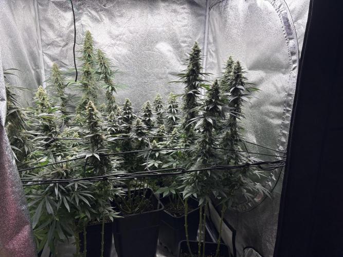 Letzter Grow 07/25. Week 7