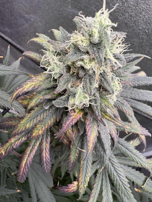 Letzter Grow 07/25. Week 9