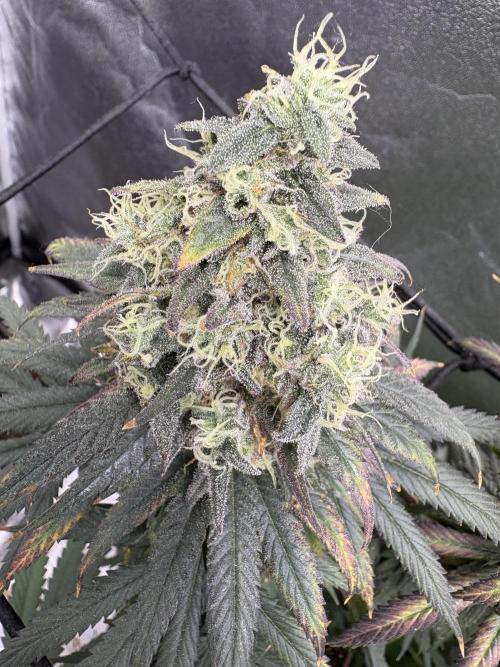 Letzter Grow 07/25. Week 9