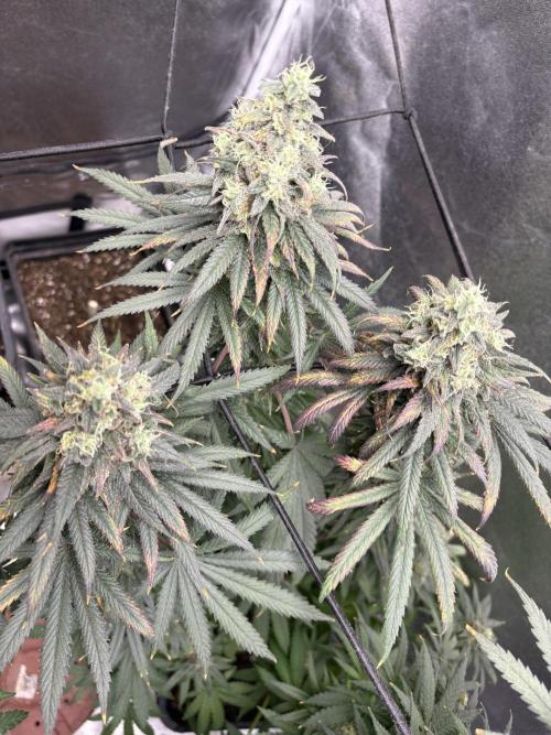 Letzter Grow 07/25. Week 9