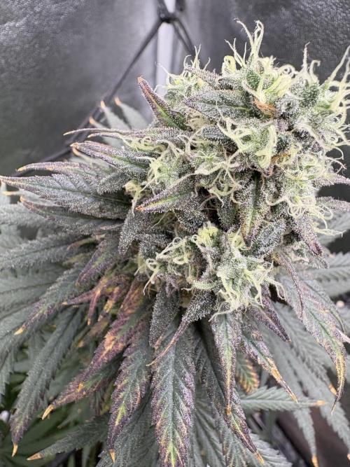 Letzter Grow 07/25. Week 9