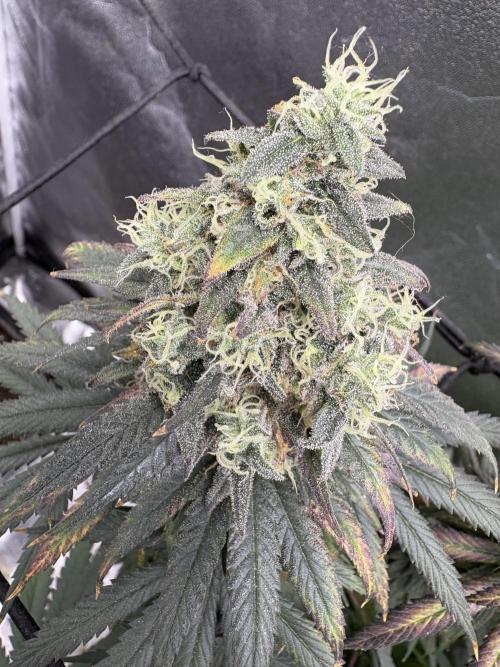 Letzter Grow 07/25. Week 9