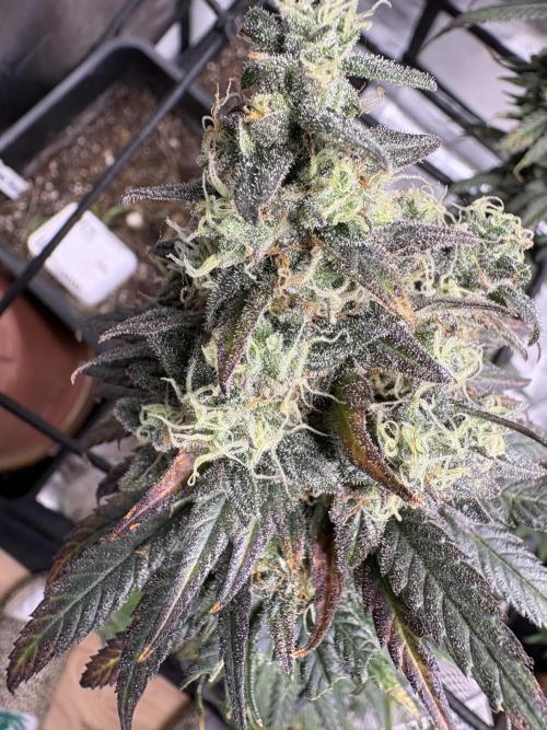 Letzter Grow 07/25. Week 9