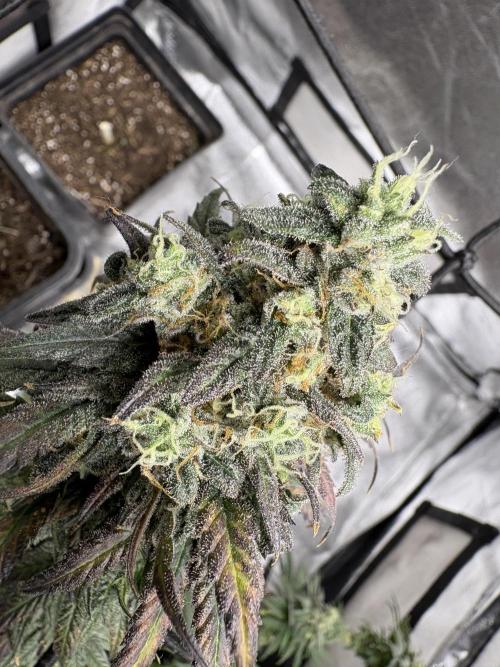 Letzter Grow 07/25. Week 9