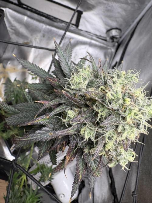 Letzter Grow 07/25. Week 9