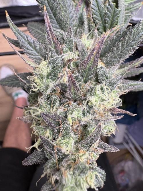 Letzter Grow 07/25. Week 9