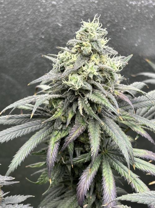 Letzter Grow 07/25. Week 9