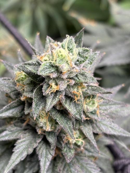 Letzter Grow 07/25. Week 9