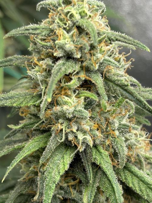 Letzter Grow 07/25. Week 9