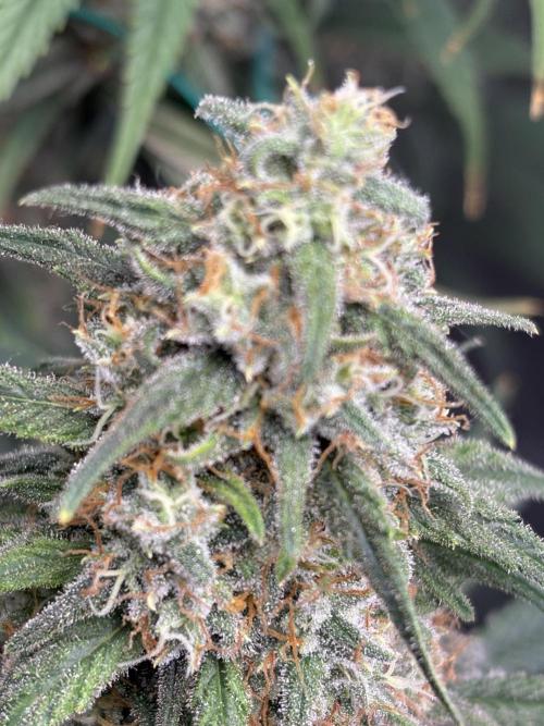 Letzter Grow 07/25. Week 9