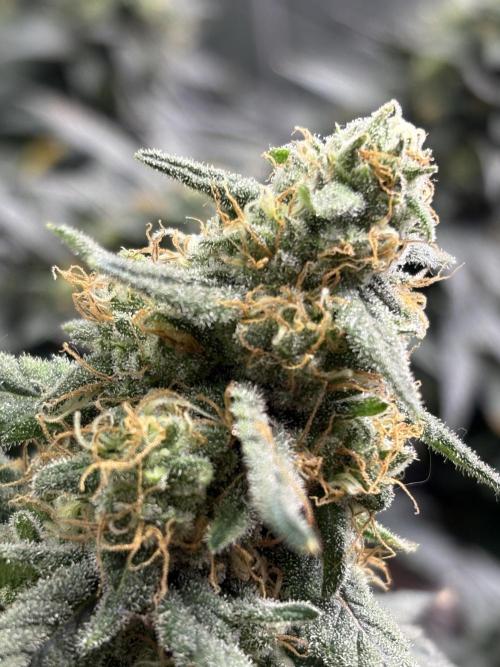 Letzter Grow 07/25. Week 9