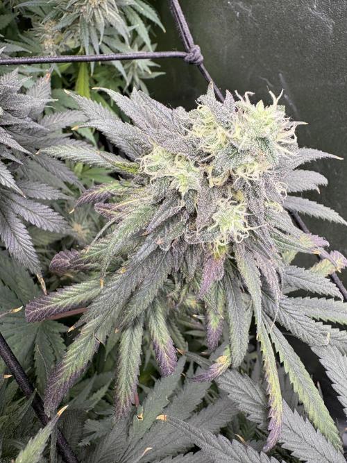 Letzter Grow 07/25. Week 9