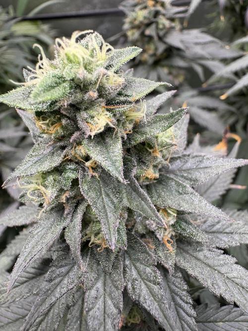 Letzter Grow 07/25. Week 9