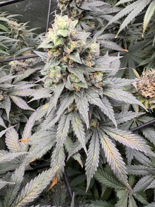 Letzter Grow 07/25. Week 9