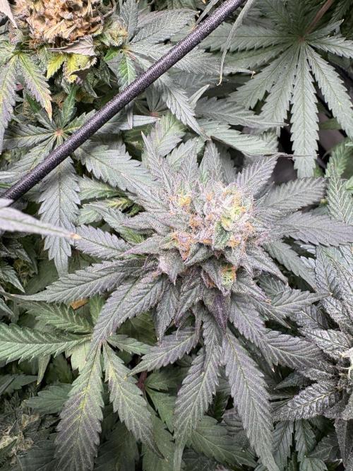 Letzter Grow 07/25. Week 9