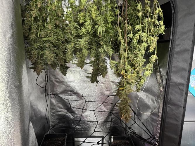 Letzter Grow 07/25. Week 9