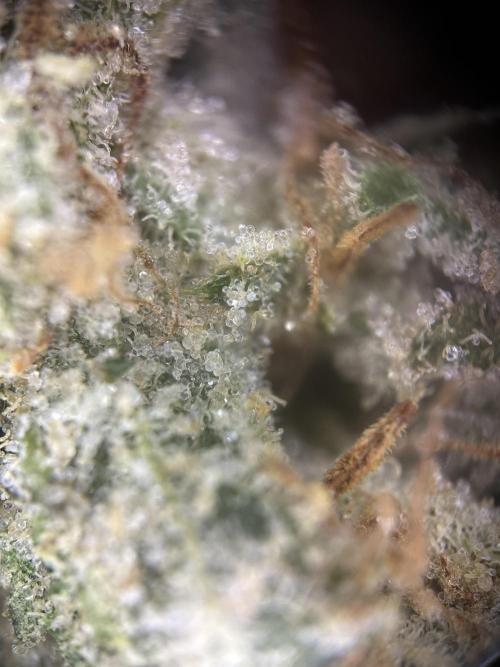 Letzter Grow 07/25. Week 10