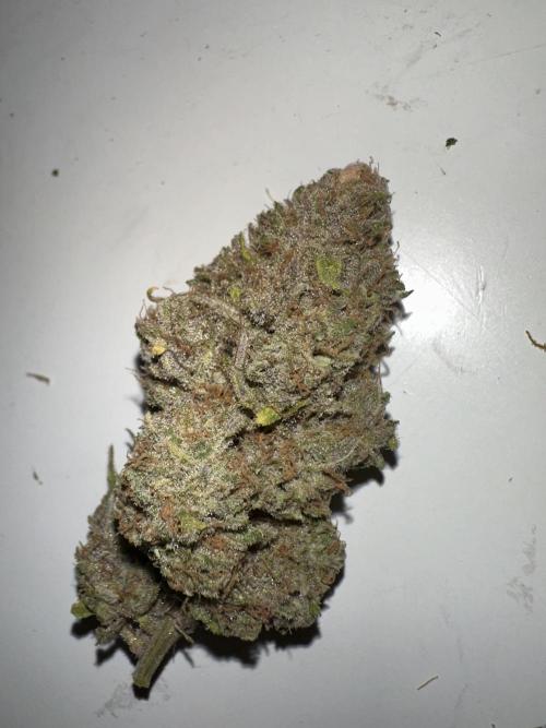 Letzter Grow 07/25. Week 10