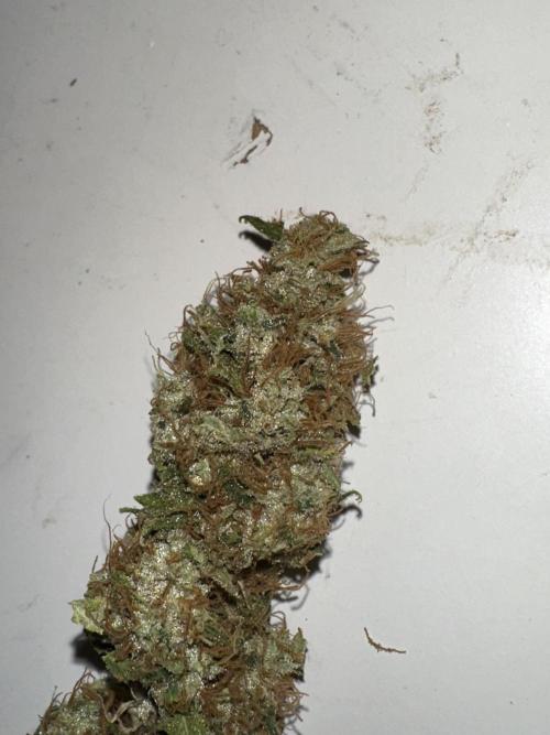 Letzter Grow 07/25. Week 10