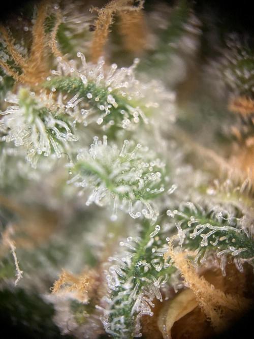 Letzter Grow 07/25. Week 10