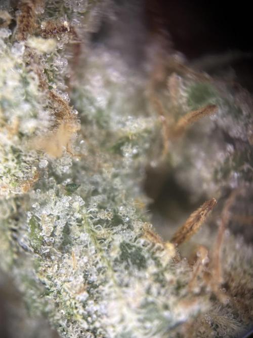 Letzter Grow 07/25. Week 10