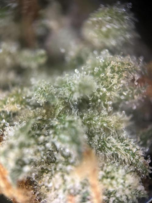 Letzter Grow 07/25. Week 10