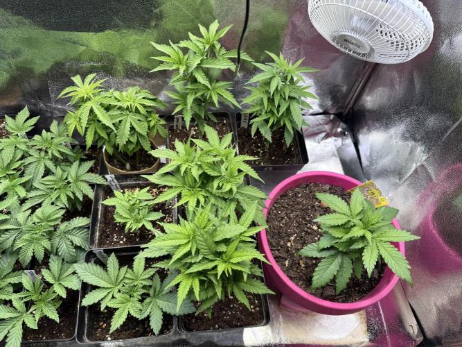 Letzter Grow 07/25. Week 10