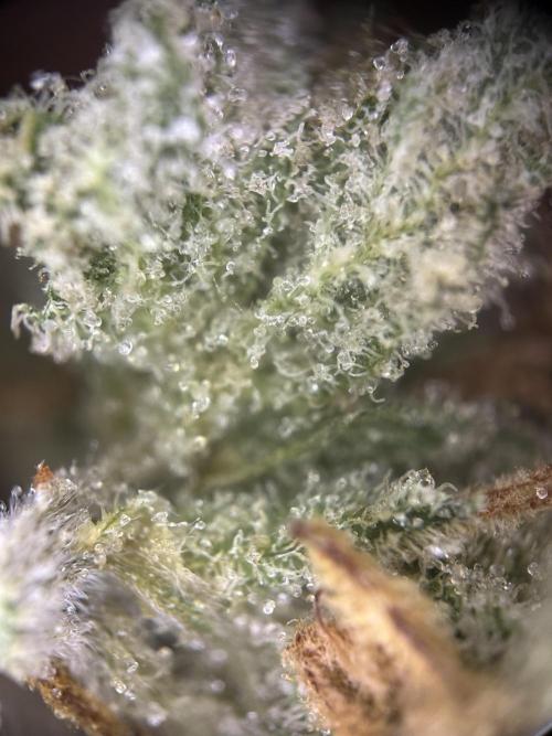 Letzter Grow 07/25. Week 10