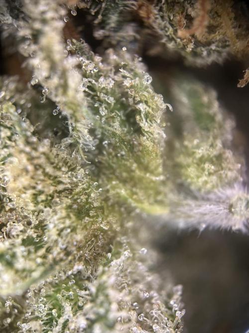 Letzter Grow 07/25. Week 10