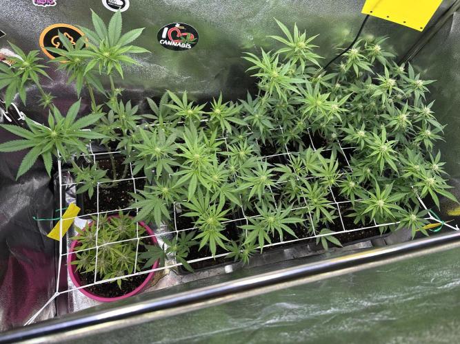 SeedTest für Reales 2026 +  UVM. Week 11