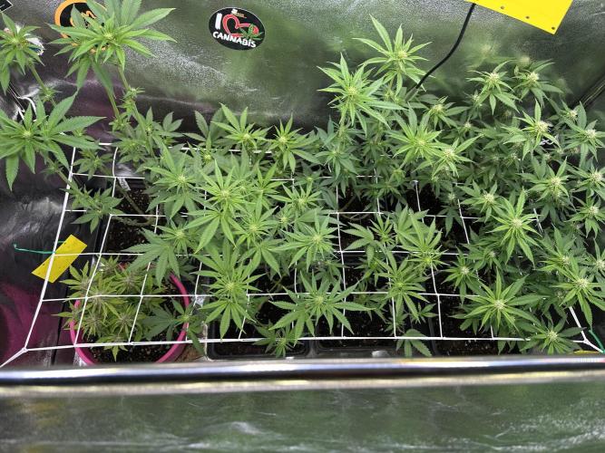 SeedTest für Reales 2026 +  UVM. Week 11