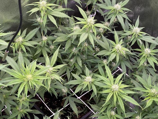 SeedTest für Reales 2026 +  UVM. Week 11