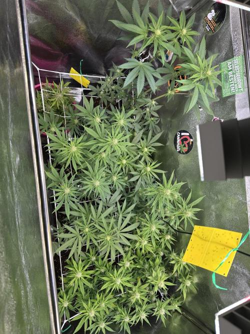 SeedTest für Reales 2026 +  UVM. Week 11