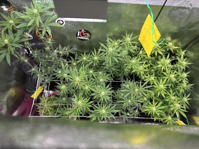 SeedTest für Reales 2026 +  UVM. Week 11