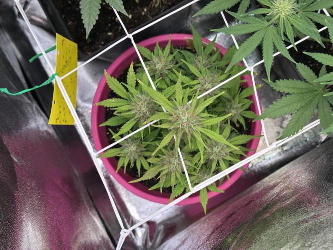 SeedTest für Reales 2026 +  UVM. Week 11