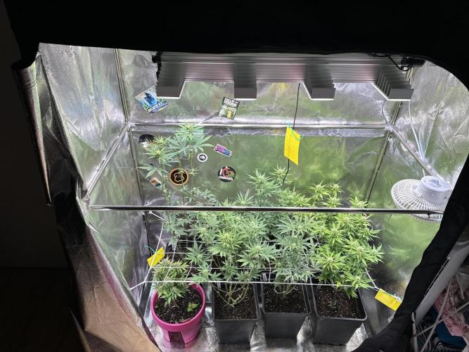 SeedTest für Reales 2026 +  UVM. Week 11