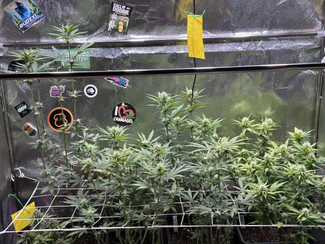 SeedTest für Reales 2026 +  UVM. Week 11