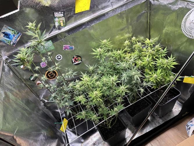 SeedTest für Reales 2026 +  UVM. Week 11