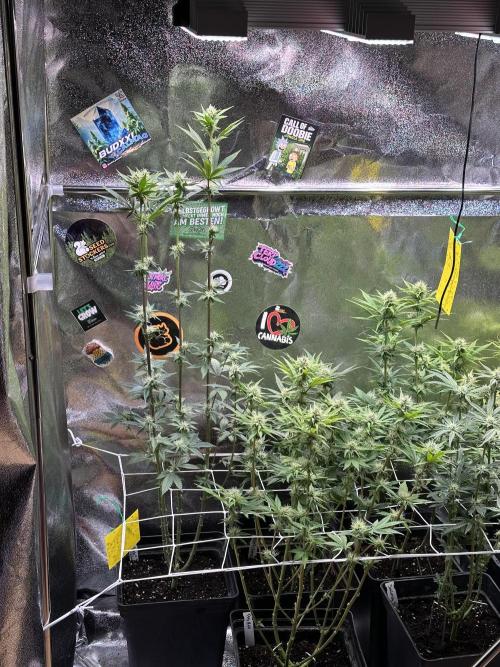 SeedTest für Reales 2026 +  UVM. Week 11