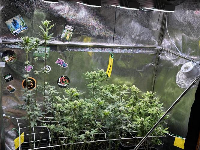 SeedTest für Reales 2026 +  UVM. Week 11