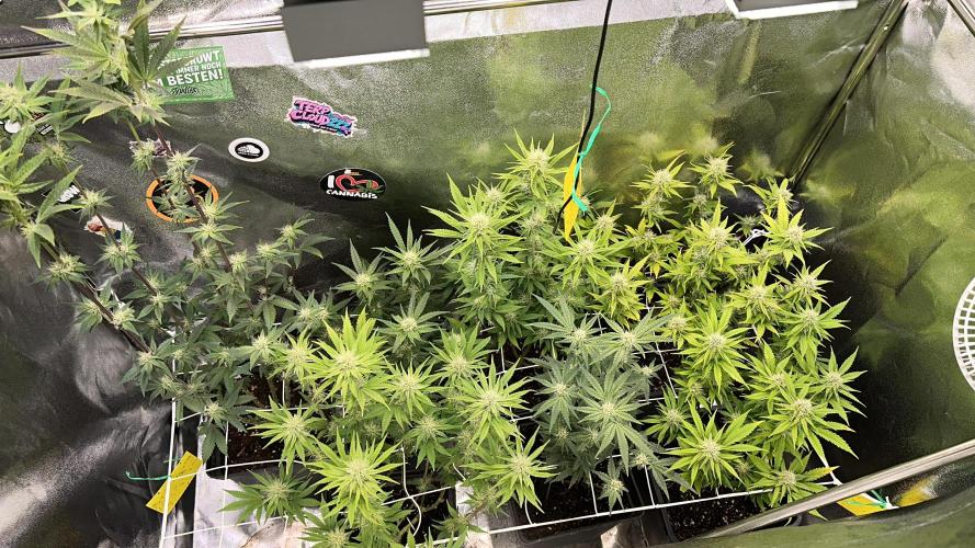 SeedTest für Reales 2026 +  UVM. Week 11