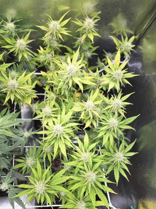 SeedTest für Reales 2026 +  UVM. Week 11